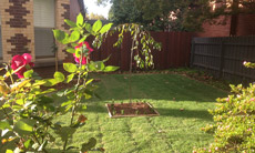 Camberwell - Front Garden (After)