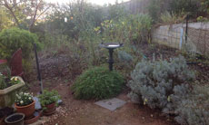 Croydon North - Rear Garden (Before)